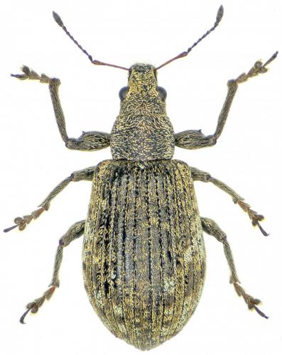 Polydrusus griseomaculatus